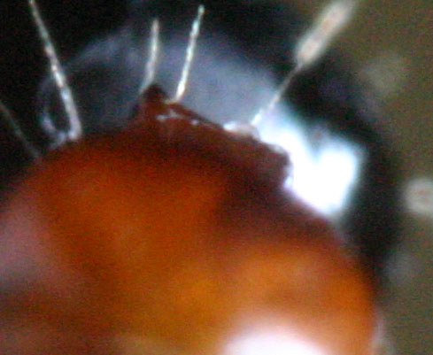 camponotus peque�a4