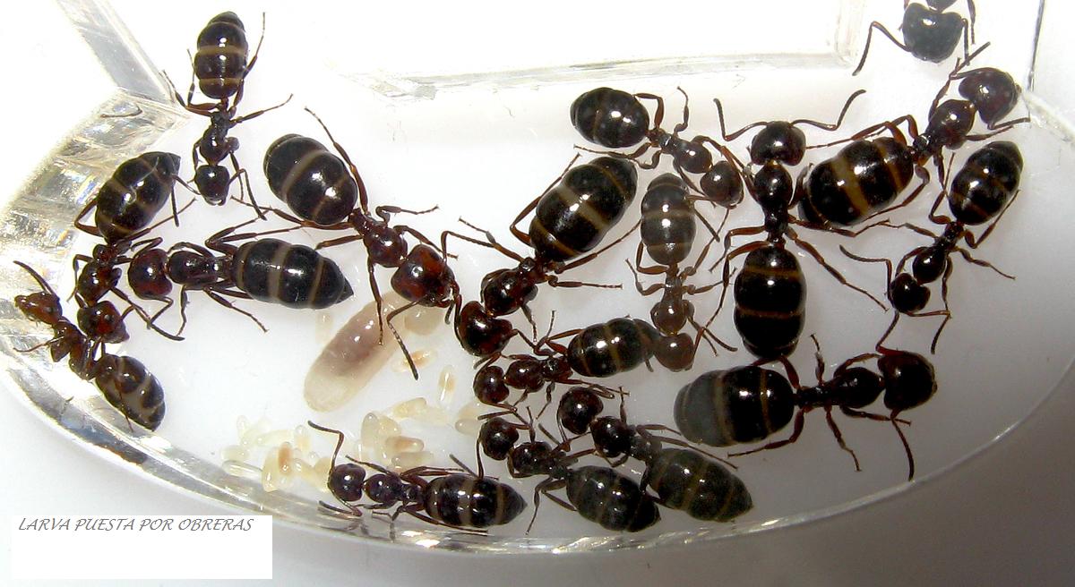 larva de obreras