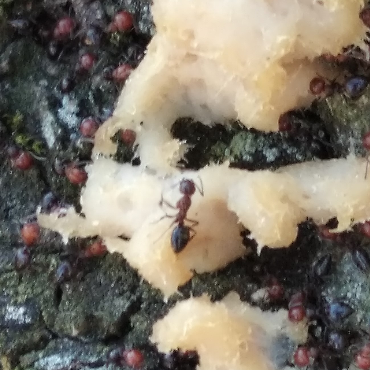 Obrera de lateralis