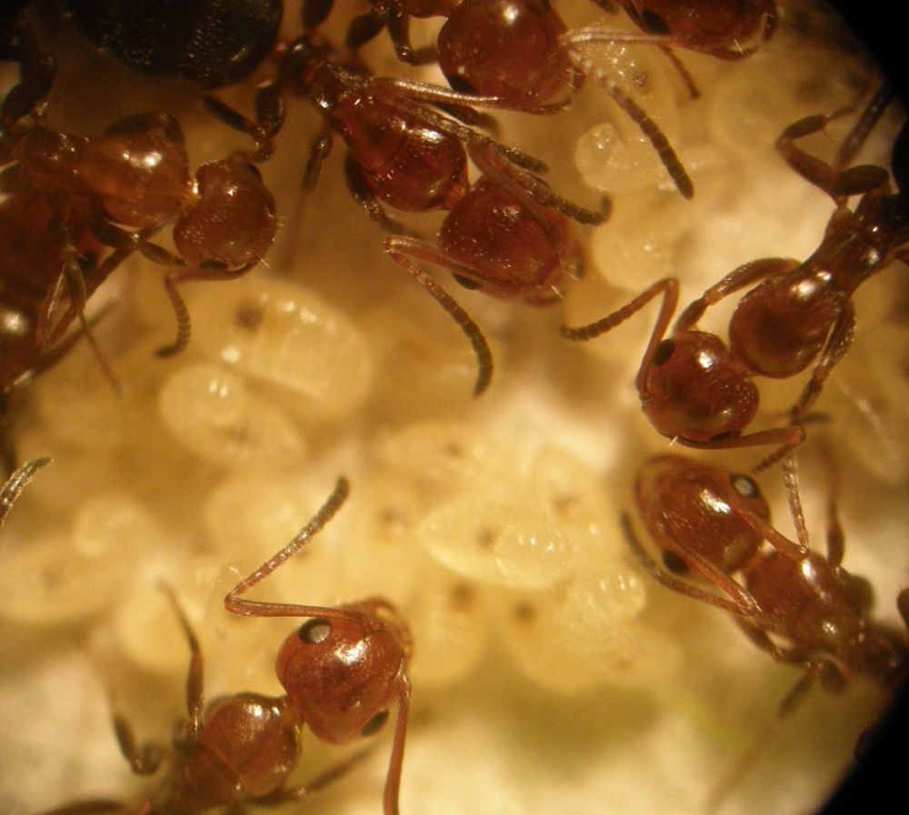 larvas