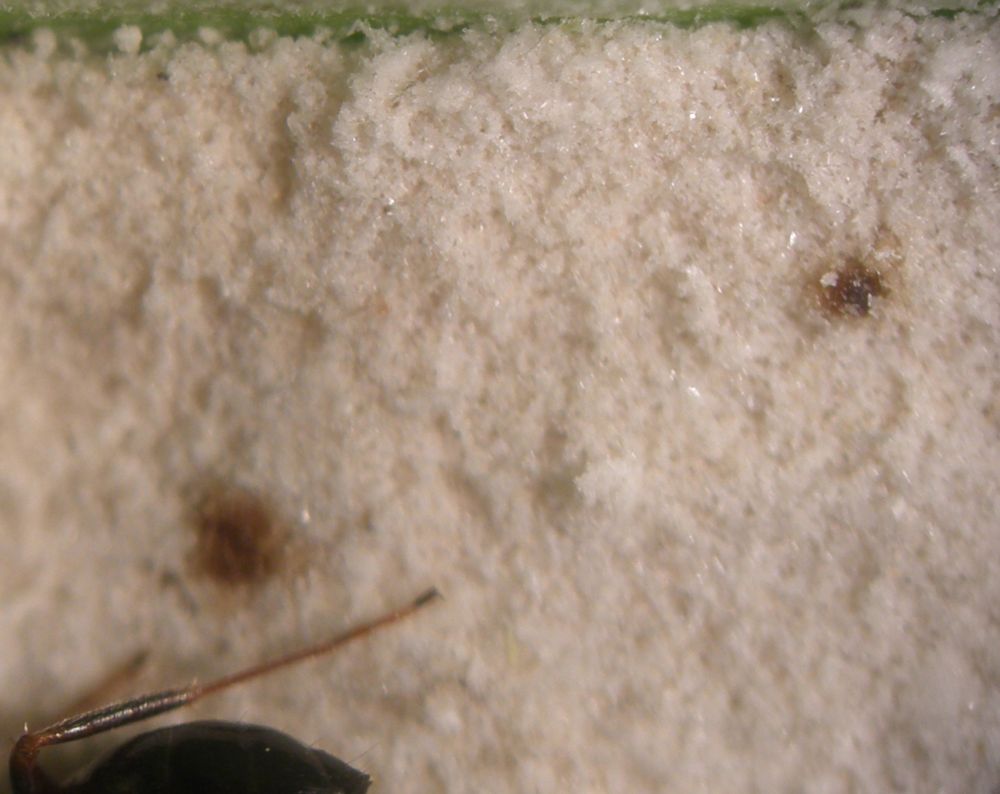 excrementos