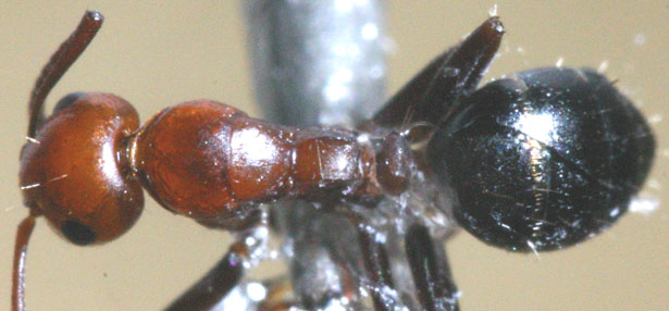 camponotus peque�a3