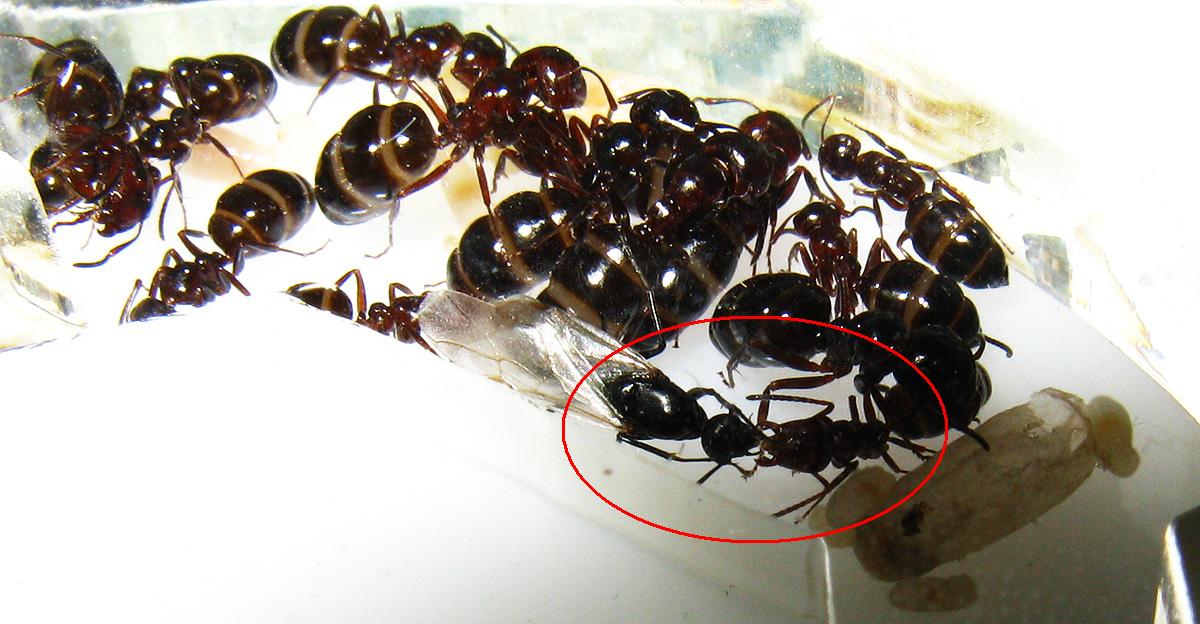 trofalaxia entre macho y obrera