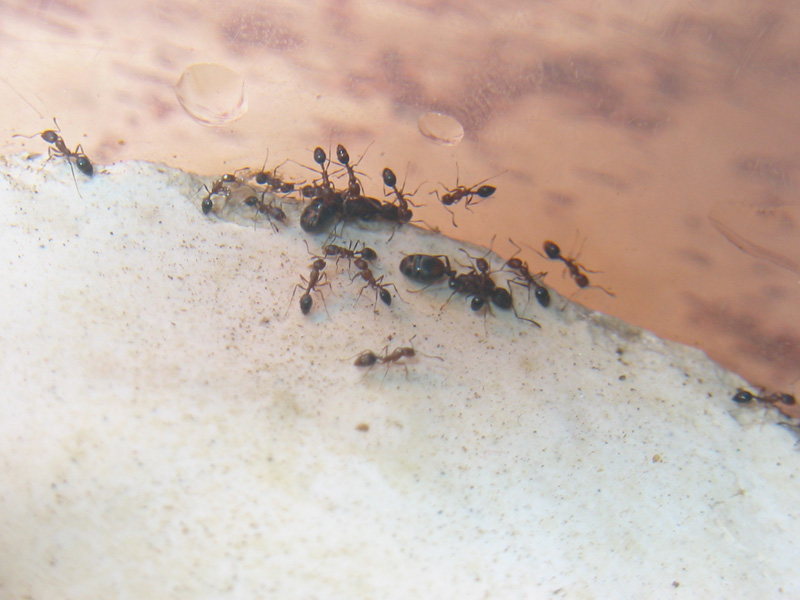 monomorium?