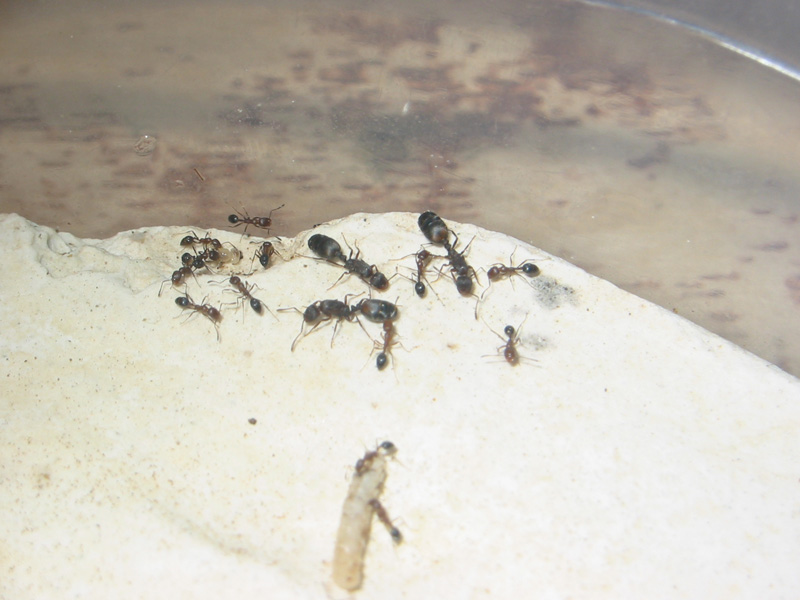 monomorium?