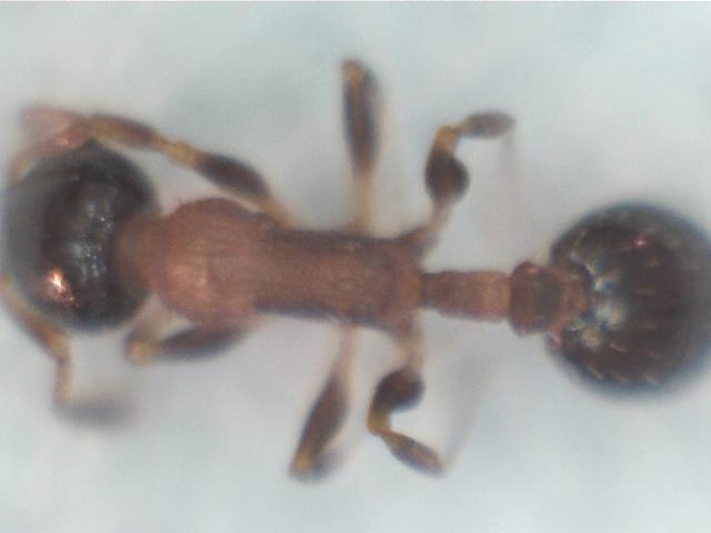 Temnothorax0001-dorso