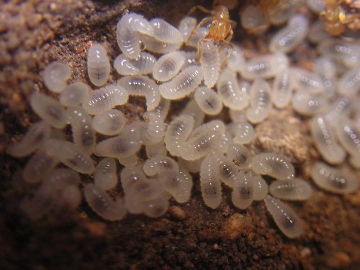 Lasius myops