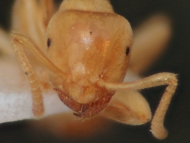 Lasius myops