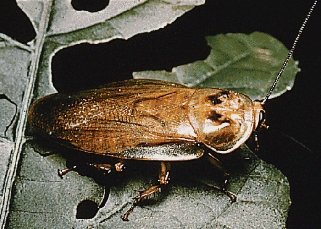Cucaracha