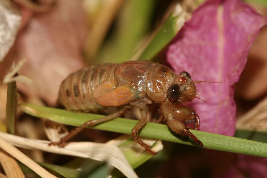 Ninfa de cigarra