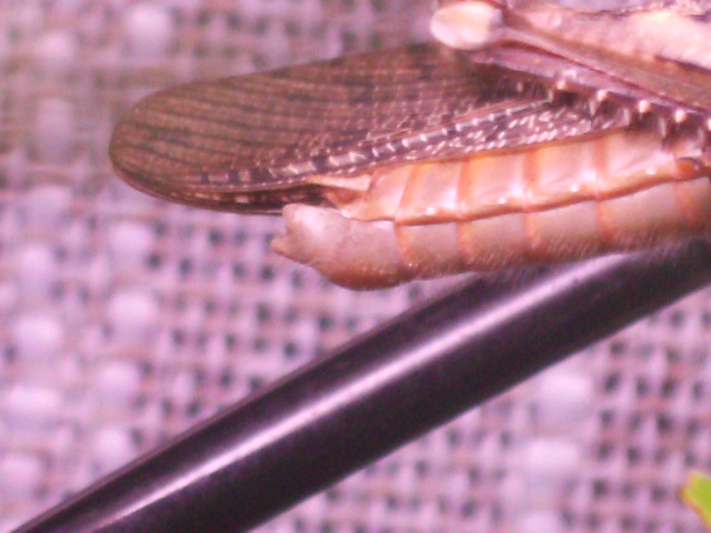Base del macho (Anacridium aegyptium)