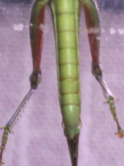 Base del macho (Anacridium aegyptium)