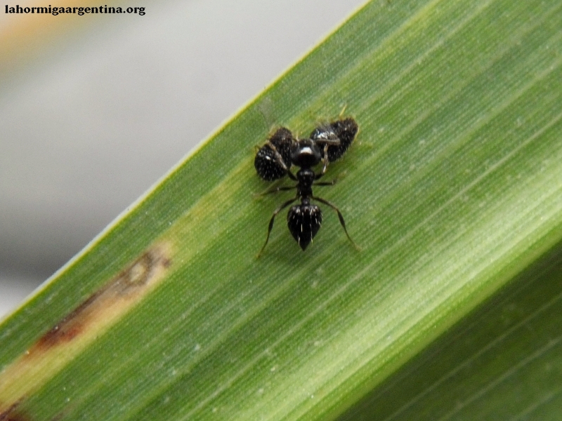 Crematogaster orde�ando cochinilla1