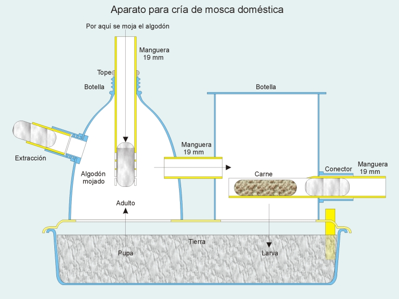 Criar moscas 6