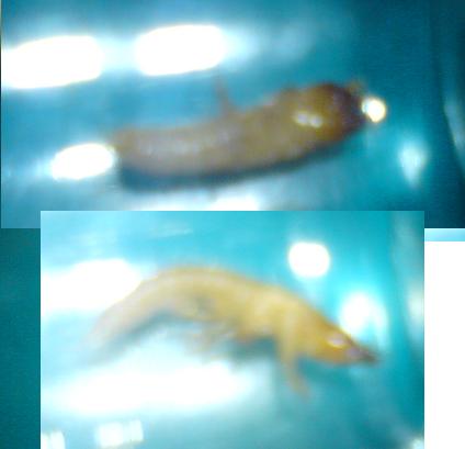 larva de insecto