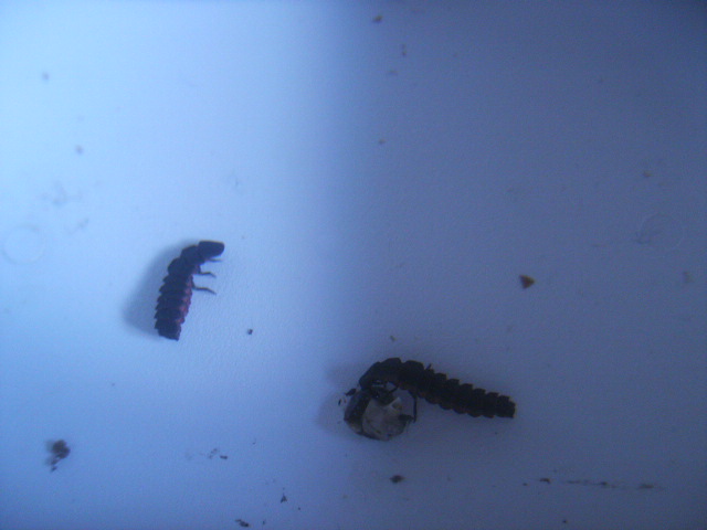 Larva de luci?rnaga