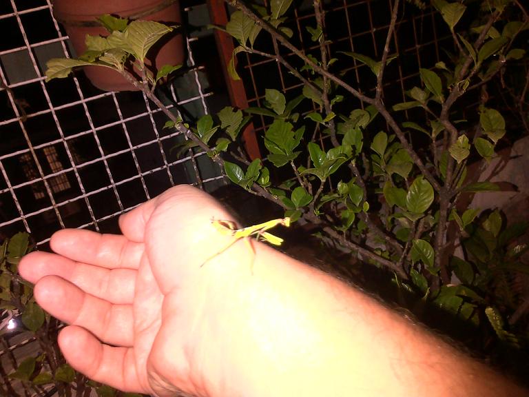 mantis