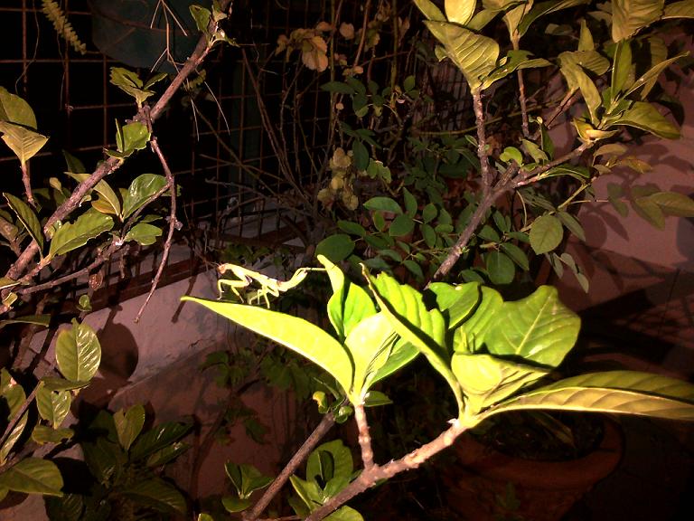 mantis