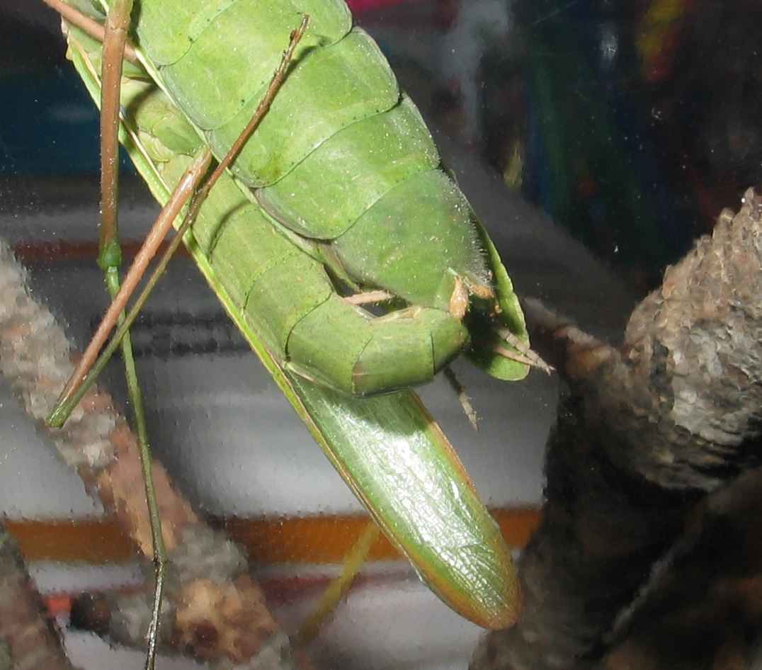 Pareja de mantis copulando (detalle)
