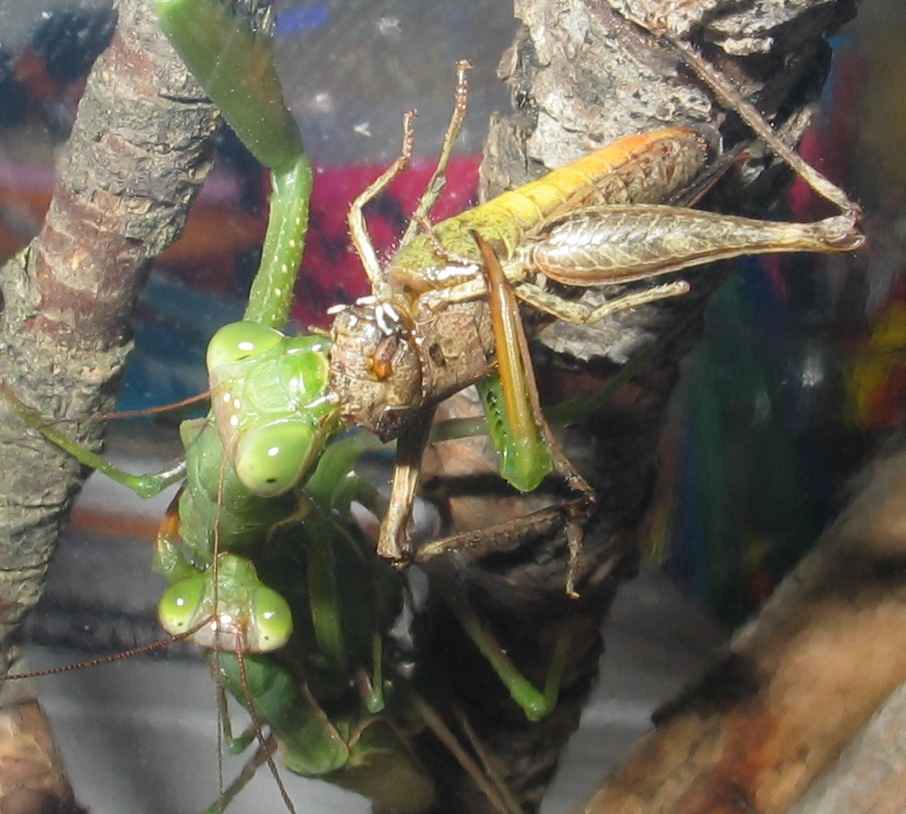 Mantis hembra devorando un grillo mientras copula