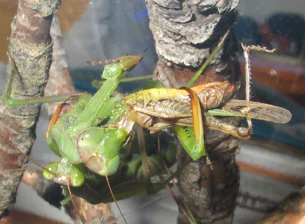 Mantis hembra devorando un grillo mientras copula