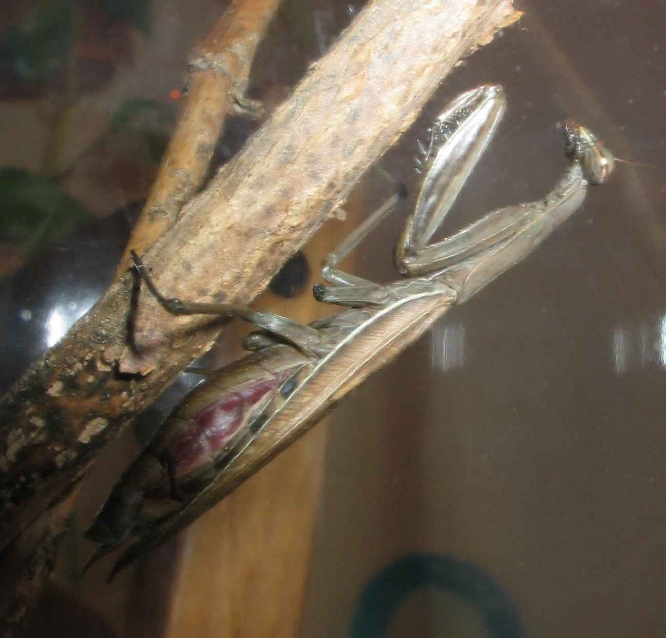 Mantis hembra (variedad marrn)