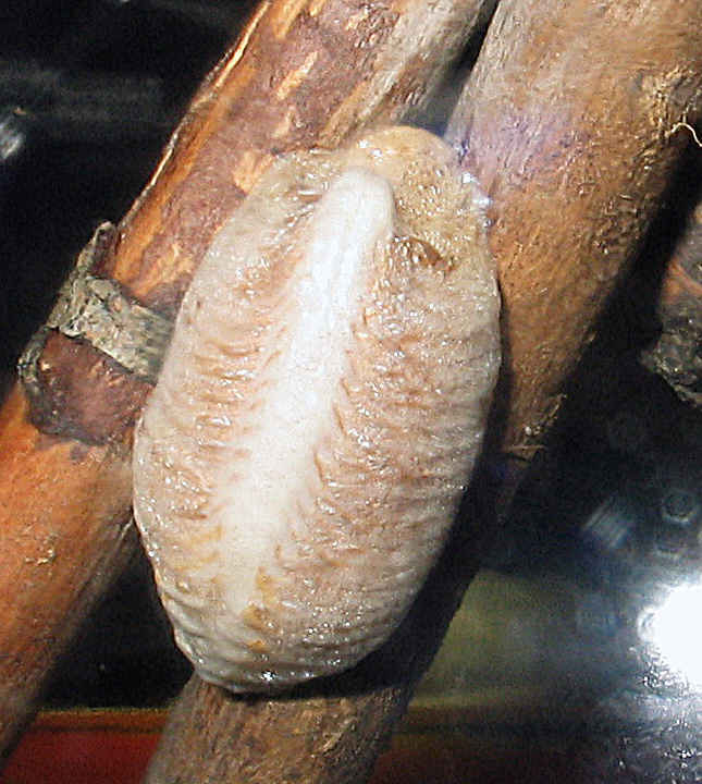 Ooteca de Mantis religiosa