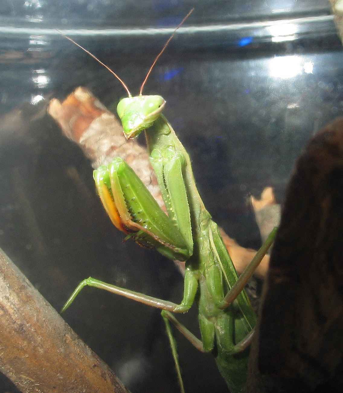 Mantis religiosa
