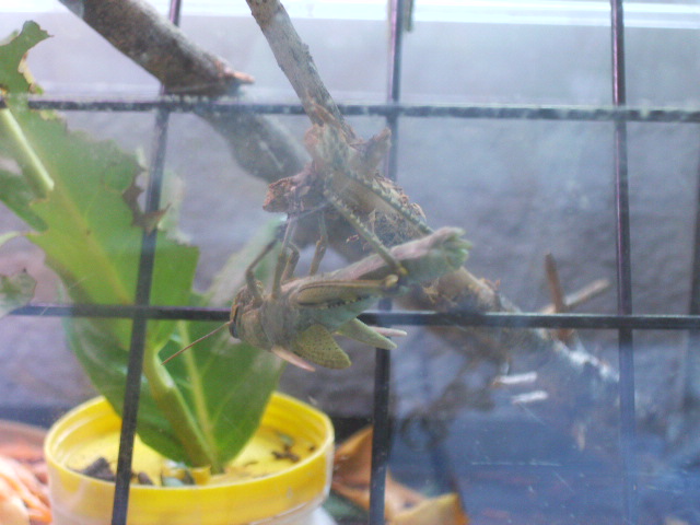 Muda (Anacridium aegyptium)