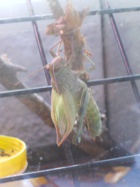 Muda (Anacridium aegyptium)