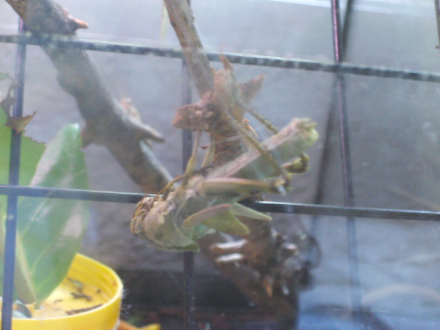Muda (Anacridium aegyptium)
