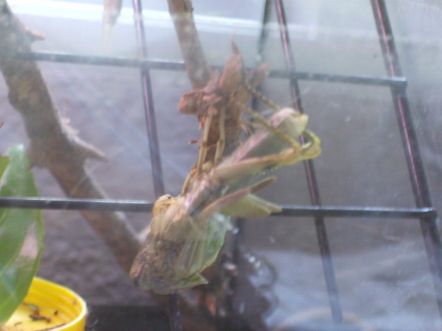 Muda (Anacridium aegyptium)