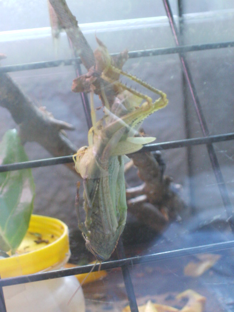 Muda (Anacridium aegyptium)