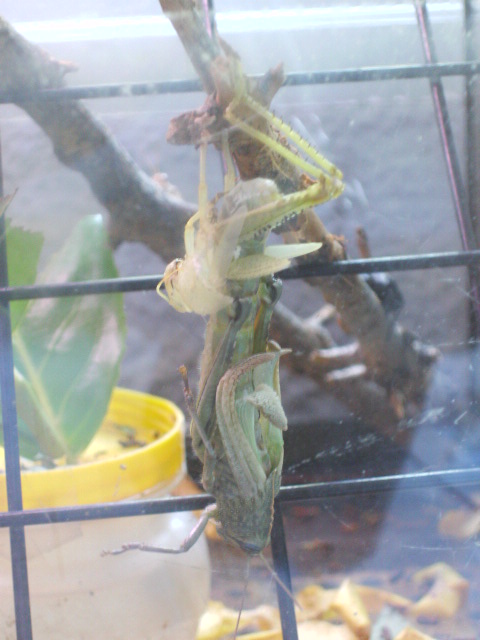 Muda (Anacridium aegyptium)