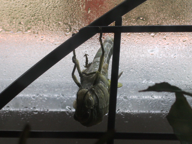 Muda (Anacridium aegyptium)