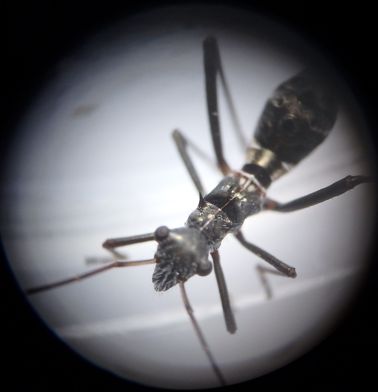 Myrmecoris gracilis