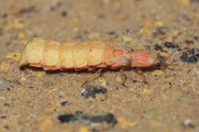 Nyctophila reichii