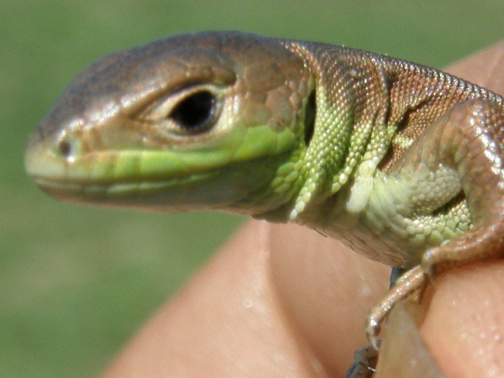 lagarto peque?o