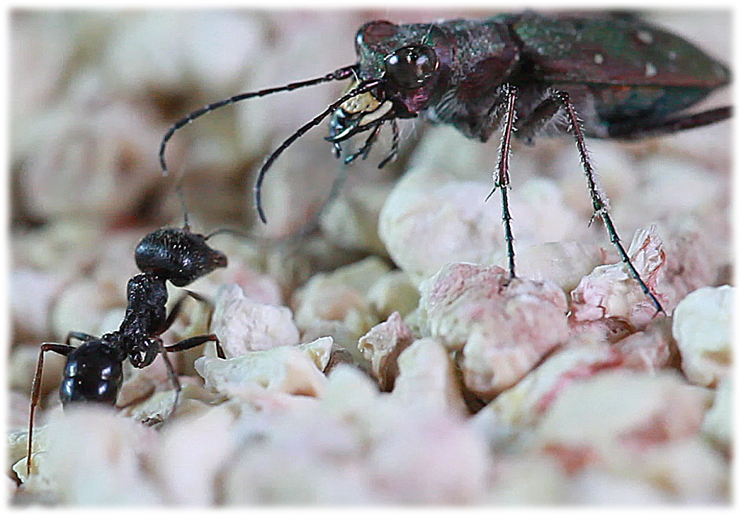 cicindela