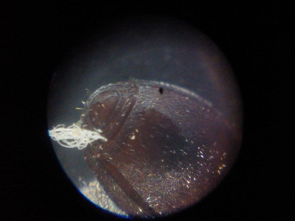 cephalotes abdomen 2