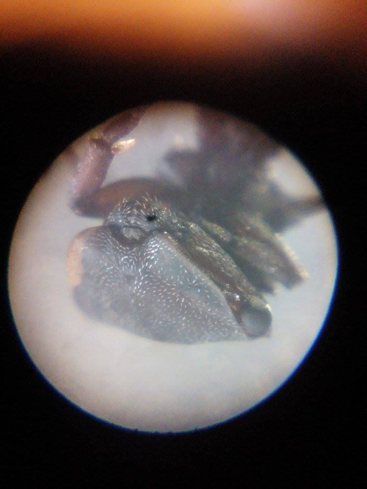 cephalotes cabeza 2