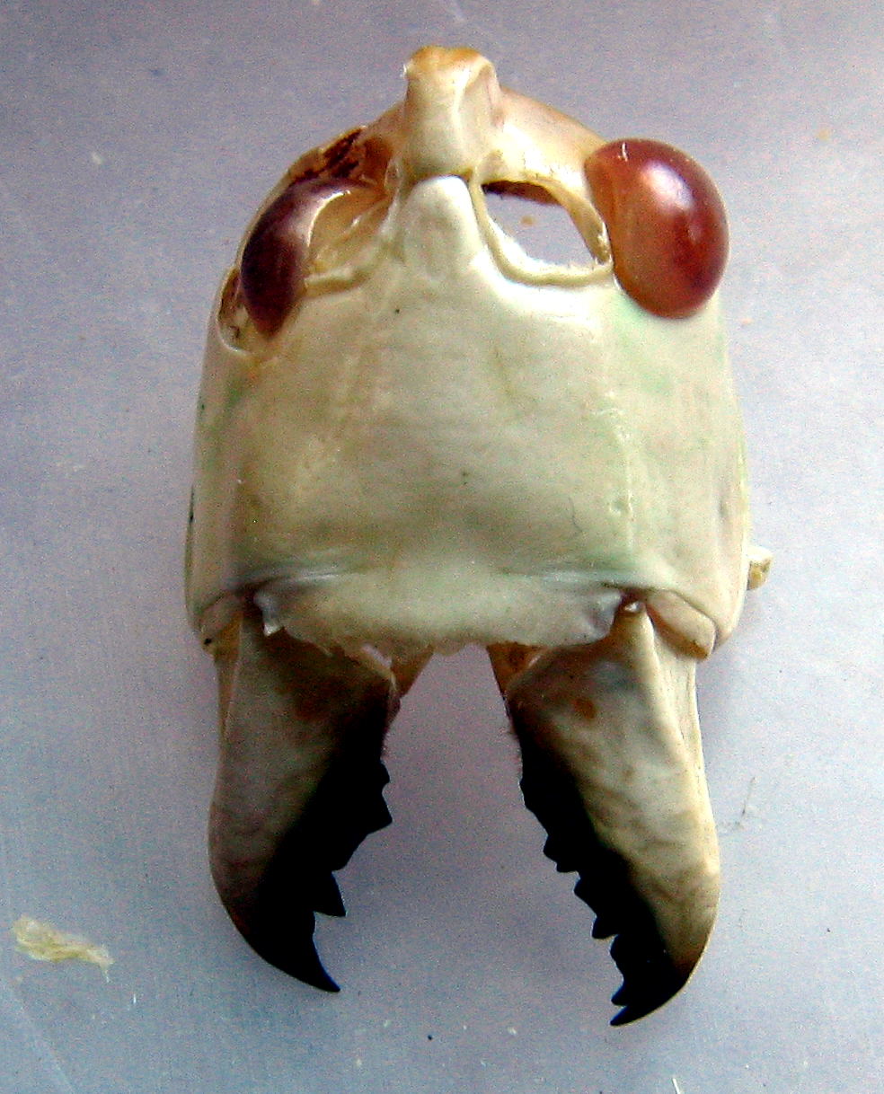 craneo de saltamontes