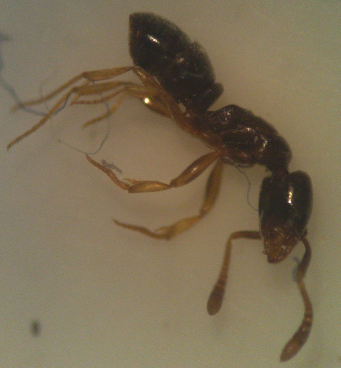 hipoponera2