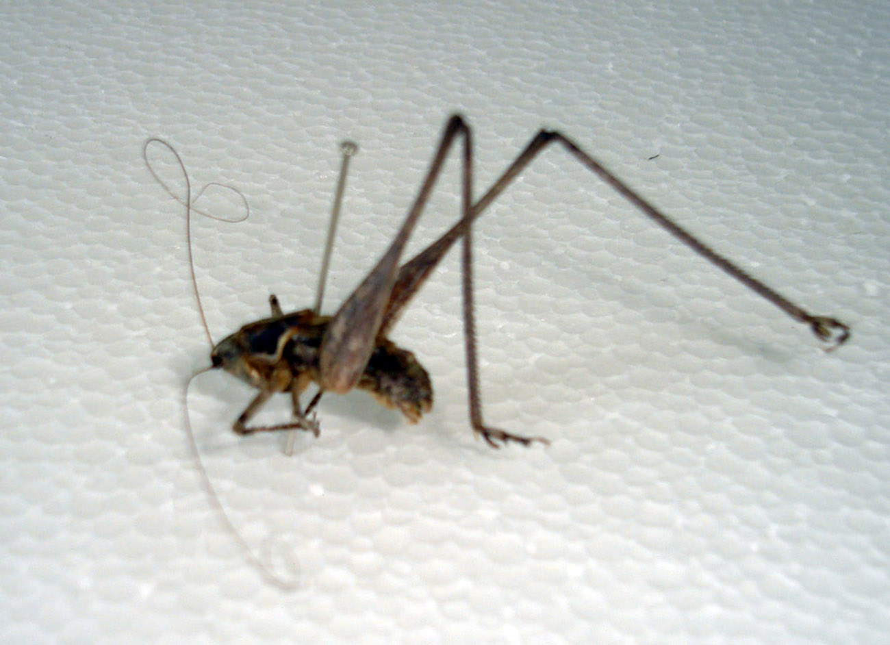 El "peque�o saltamontes"