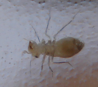 insecto2