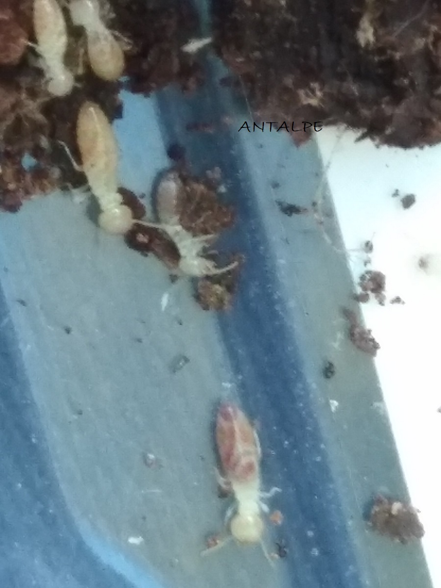 termita3