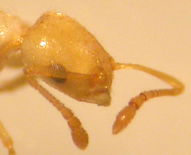 myrmicinae