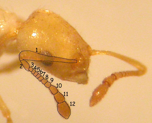 myrmicinae