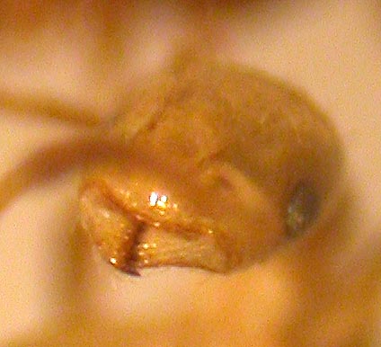 myrmicinae