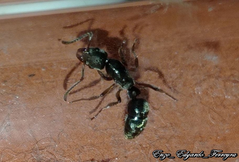 Neoponera sp.